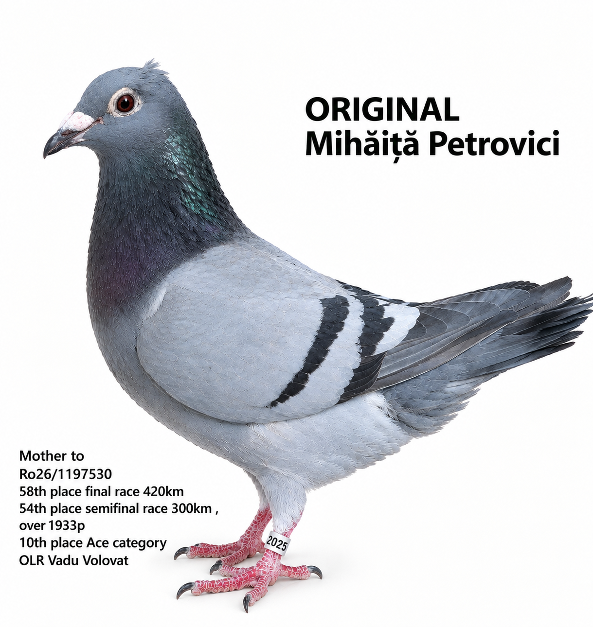 Carbonita